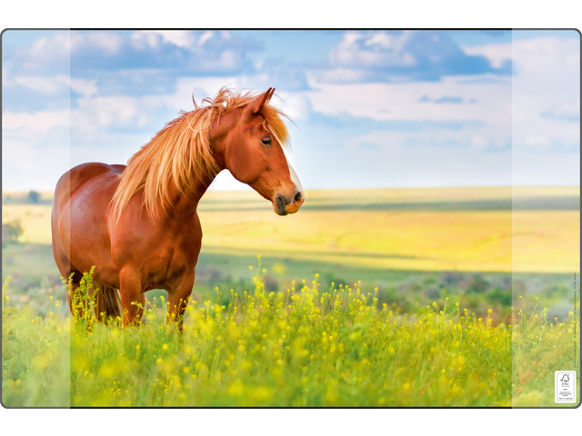 Buro-onderlegger Kangaro PP 38x58cm paard